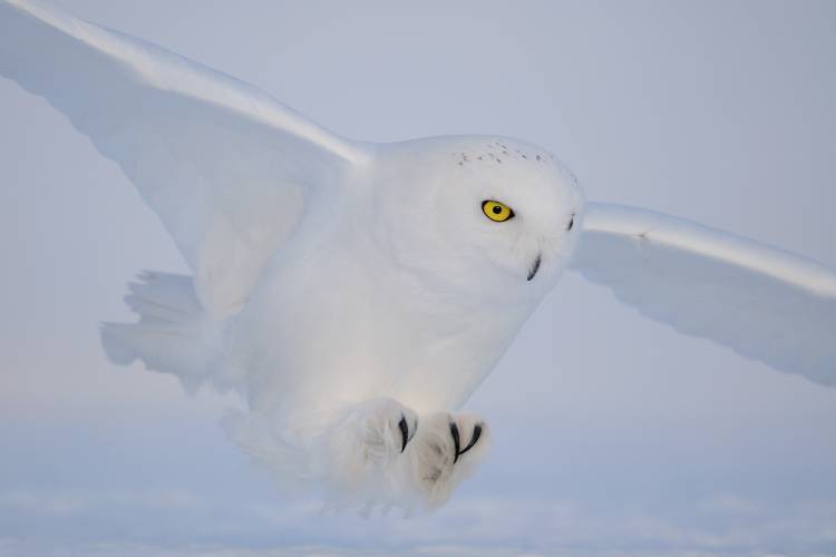 Golden eyes on the hunt von Yves Adams