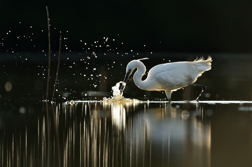 Hunting Little egret von Yves Adams