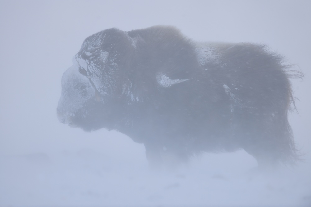 Portrait of Musk ox fighting a winter snow blizard von Yves Adams