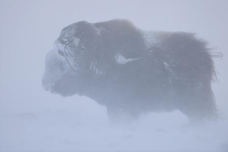 Portrait of Musk ox fighting a winter snow blizard