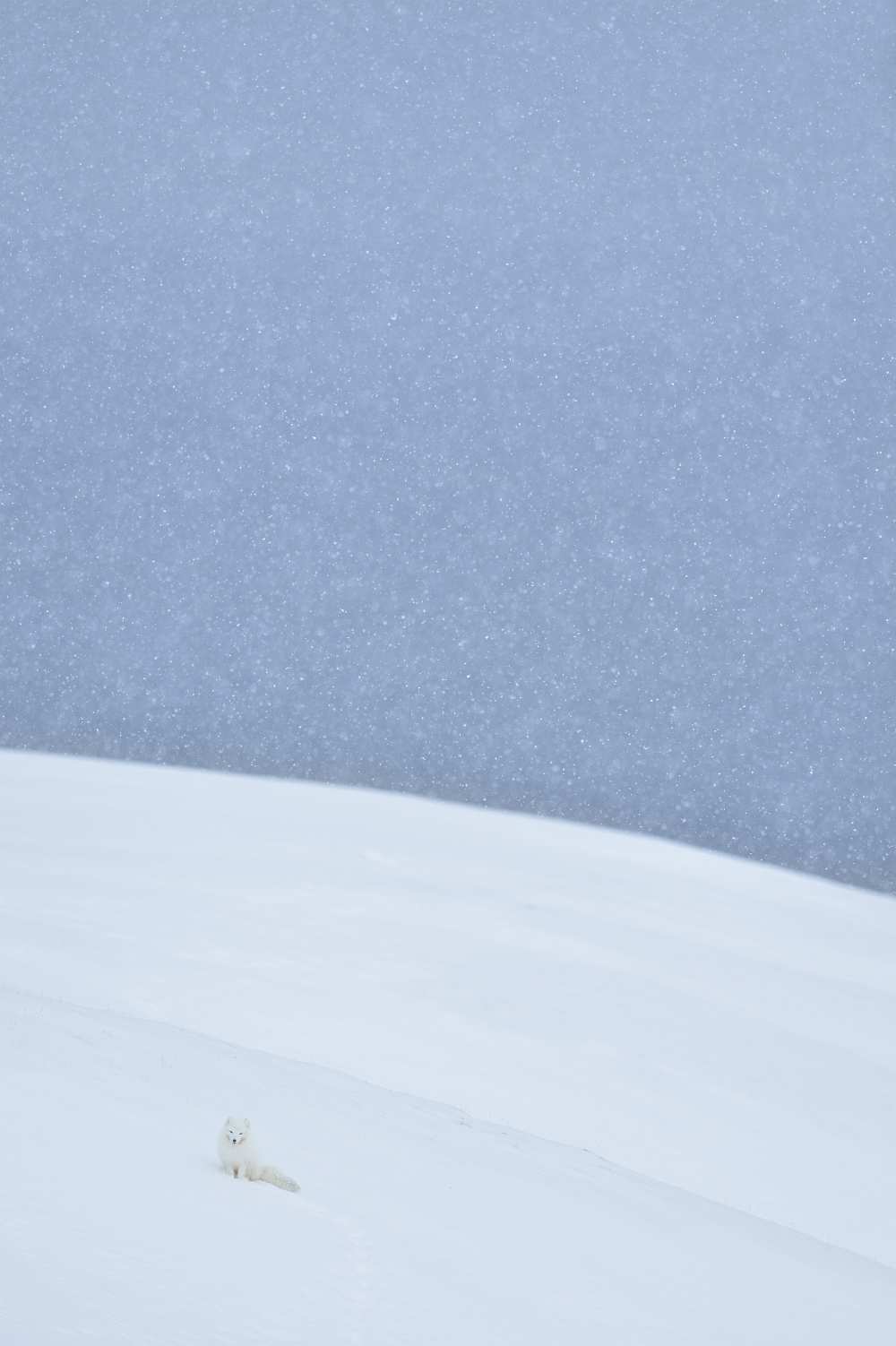 Snowy arctic fox in Svalbard von Yves Adams