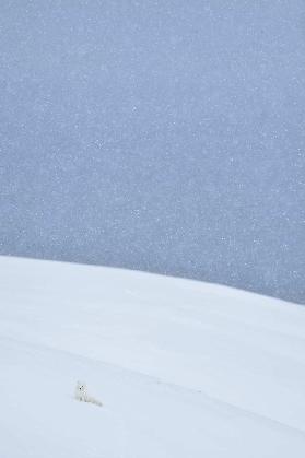 Snowy arctic fox in Svalbard