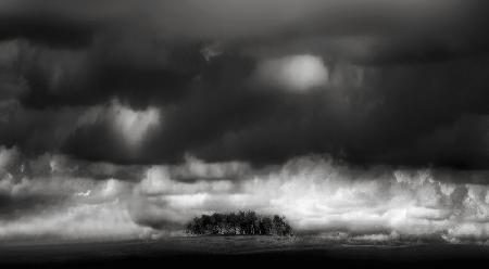 Silent trees hooded by resting clouds