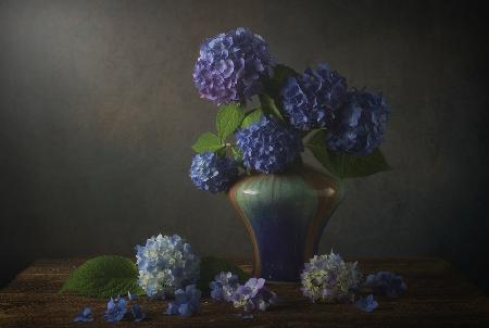 Hydrangea