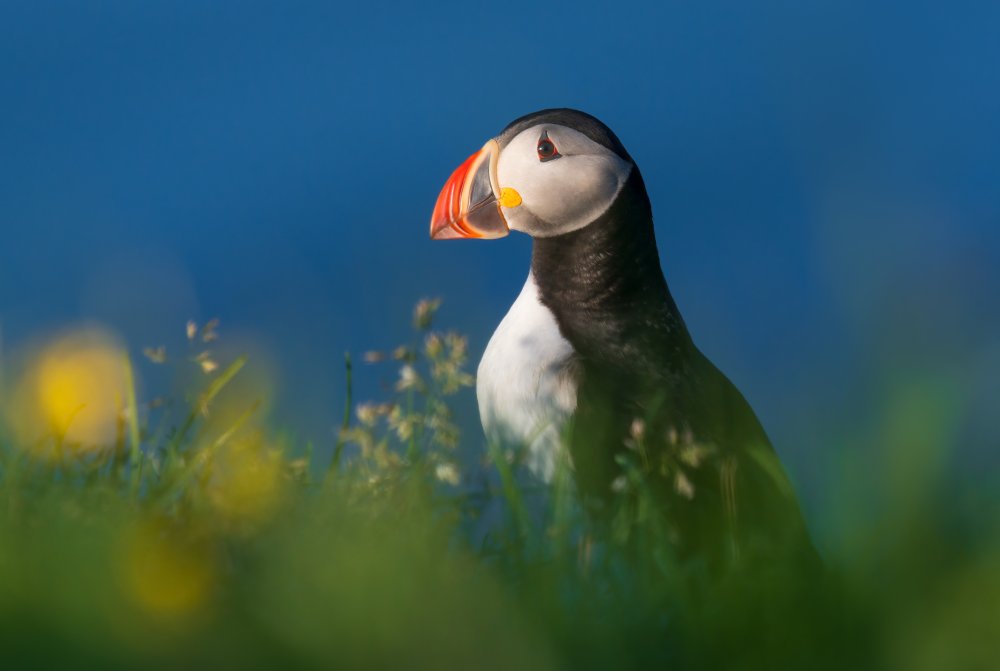 Iceland Puffins von YY DB