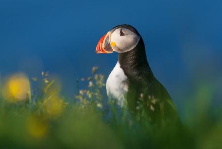 Iceland Puffins