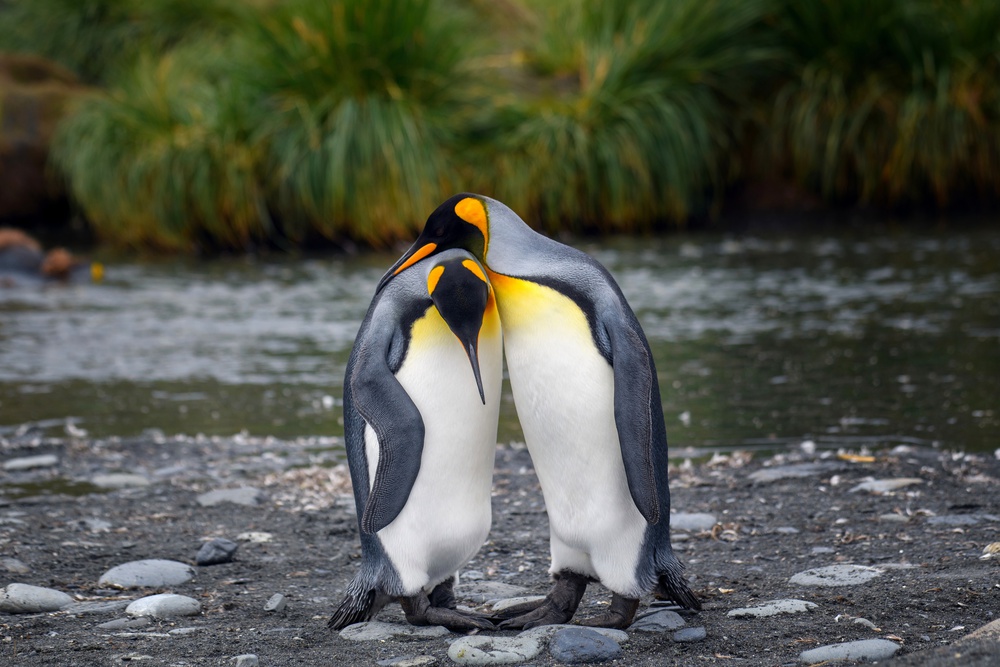 King penguin couple von YY DB