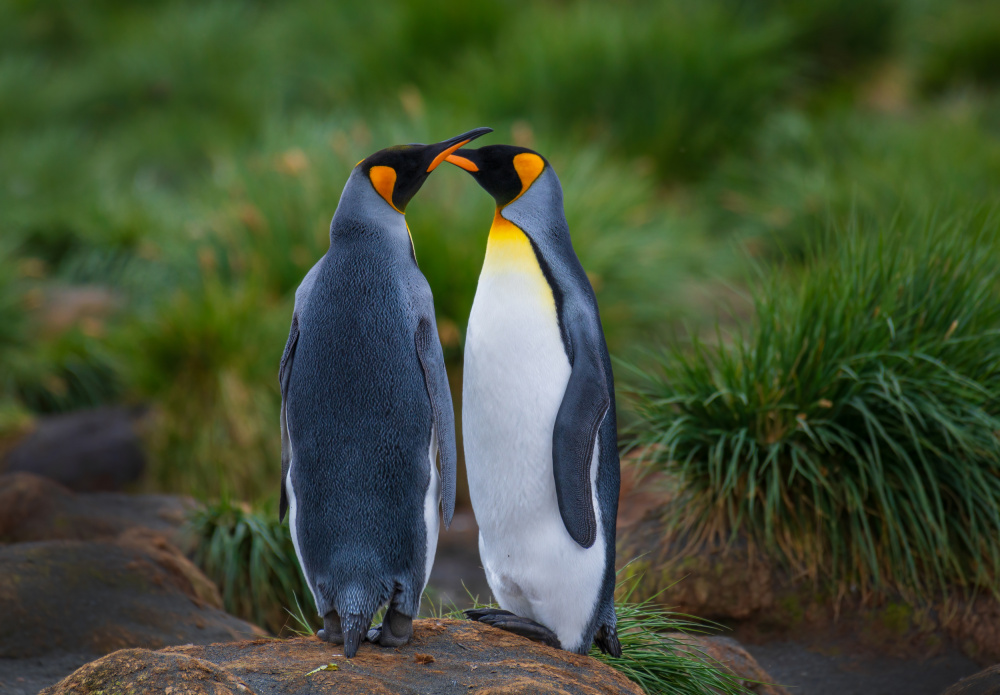 King penguin couple von YY DB