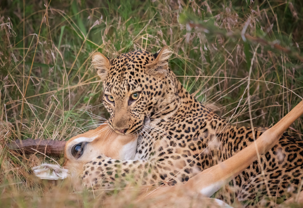 Leopard Hunting von YY DB