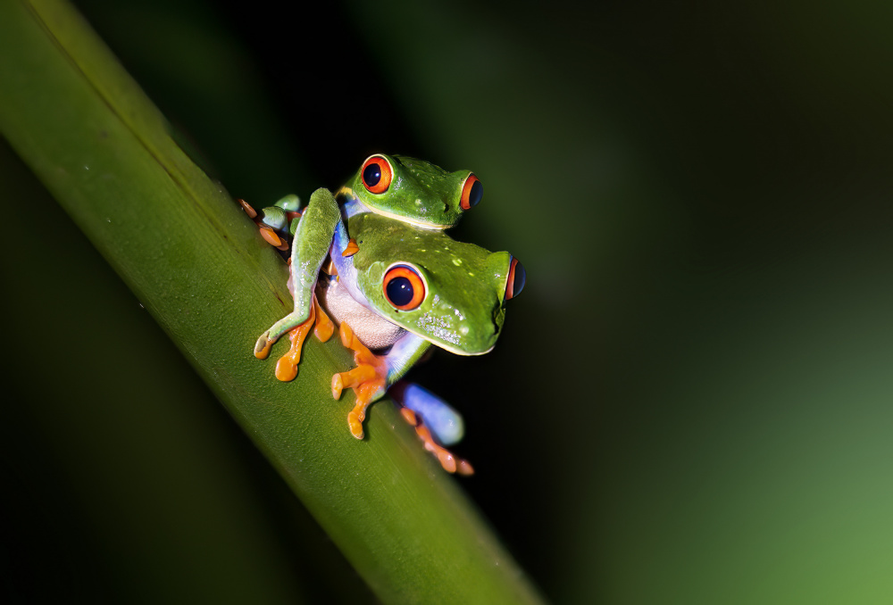 Peekaboo - Red-eyed tree frog von YY DB