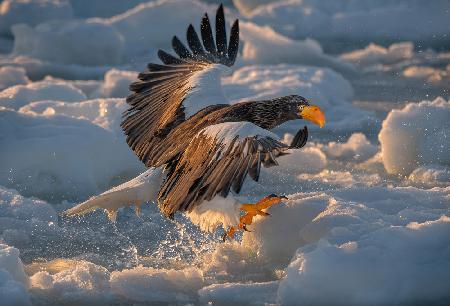 Stellers Sea Eagle