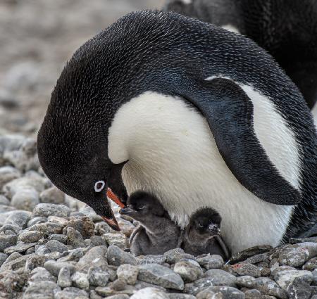 Tender Moment - Adélie Penguin