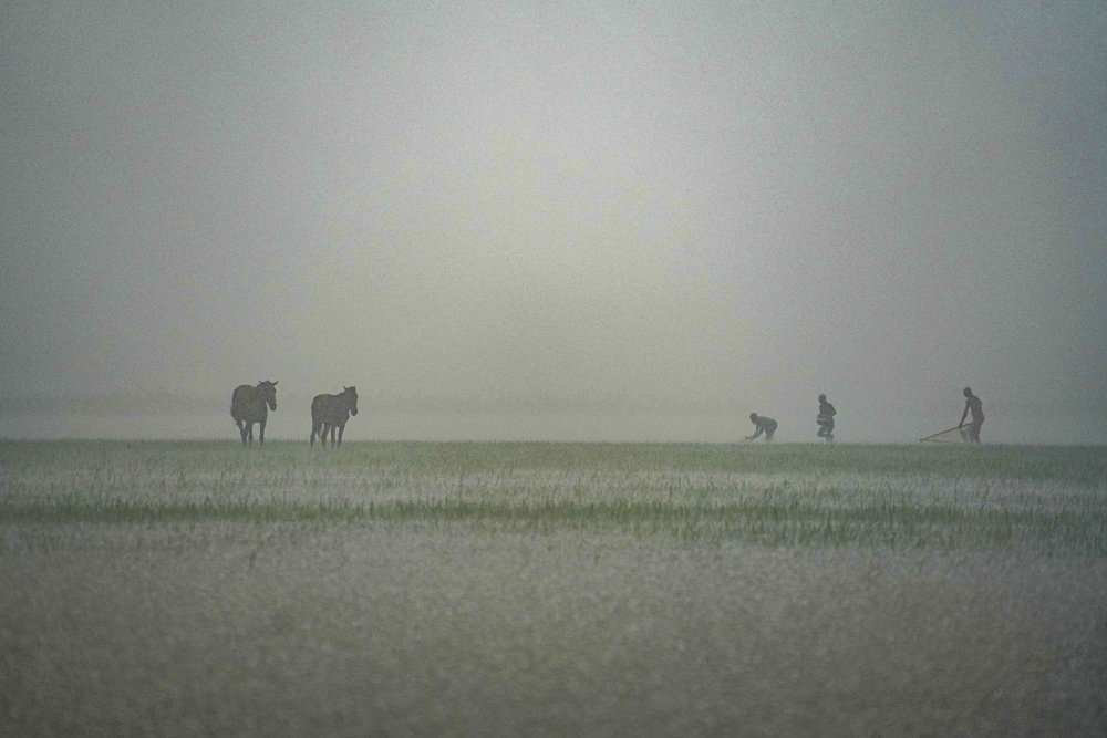 Monsoon Season von Zabed Hasnain Chowdhury