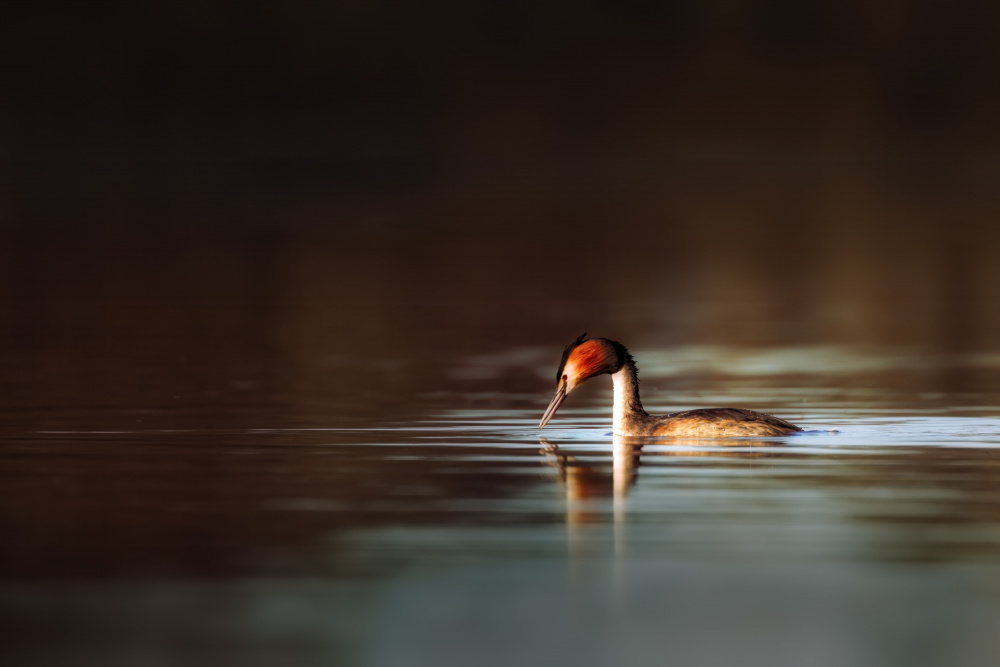 Great Crested Grebe von Zaheer Khan