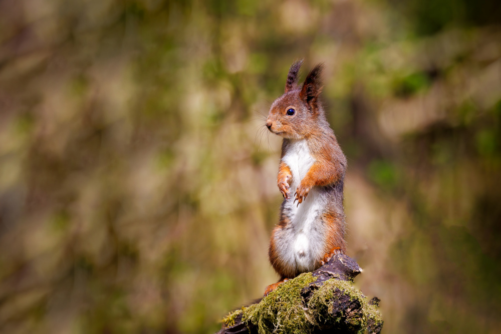 Curious Squirrel From Norwegian woods von Zaheer Khan