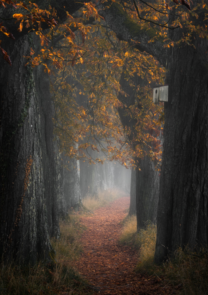 Autumn mood von Zbyszek Nowak