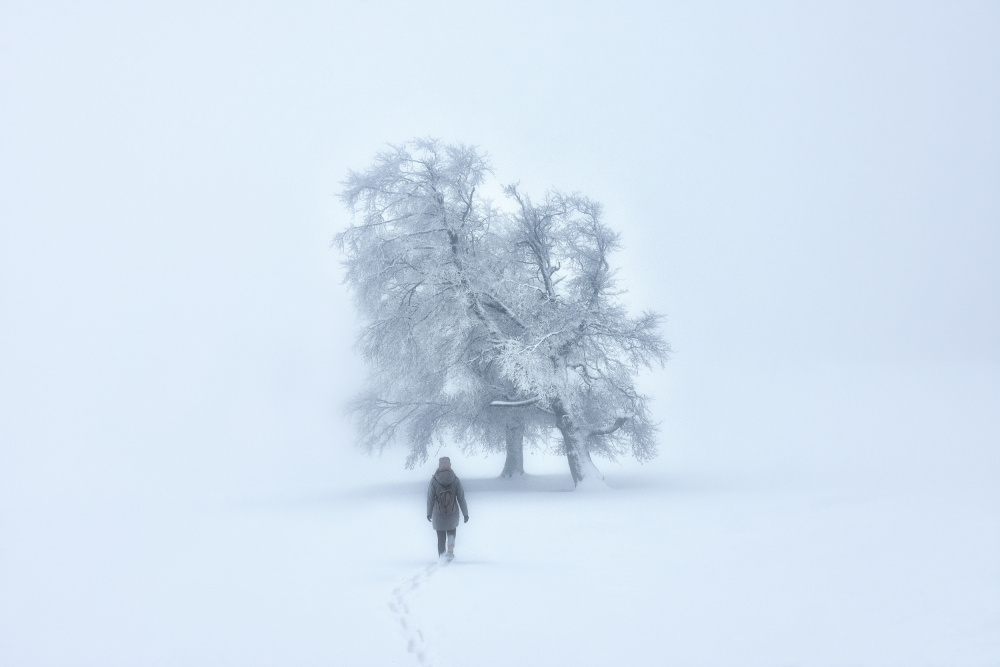 Foggy winterland von Zbyszek Nowak