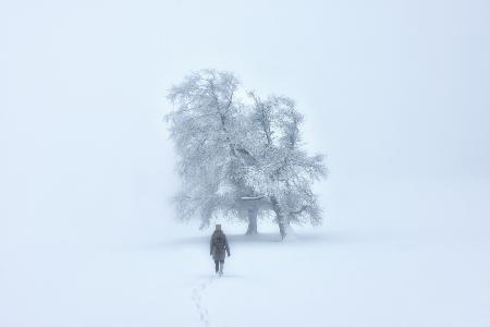 Foggy winterland