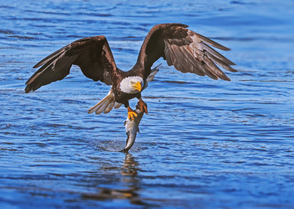 Eagle in Action von Zeren Gu