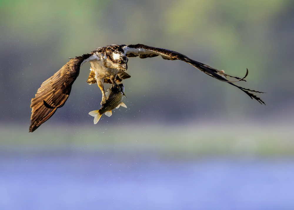 The osprey with its prey von Zeren Gu