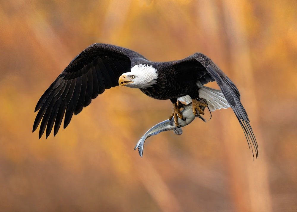 The eagle’s prey in the fall von Zeren Gu