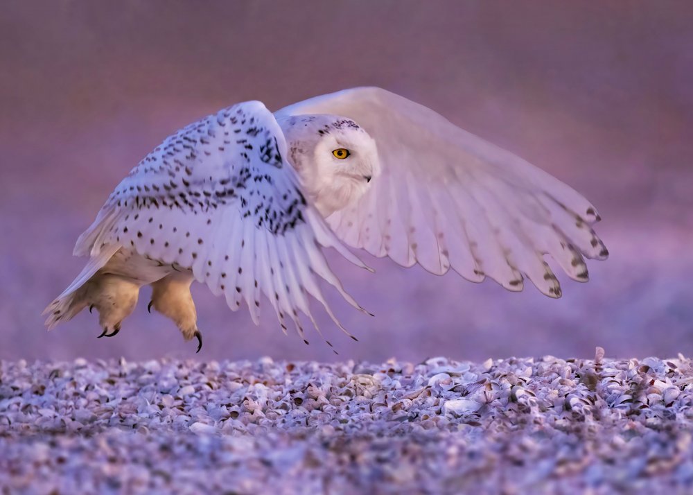 The Snow Owl in Flight von Zeren Gu