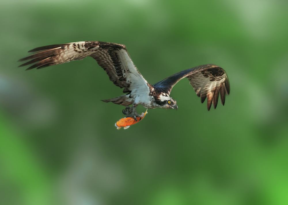 Osprey in Prey von Zeren Gu