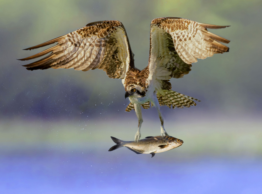 Osprey with prey von Zeren Gu