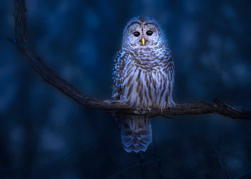 Barred Owl von Zeren Gu