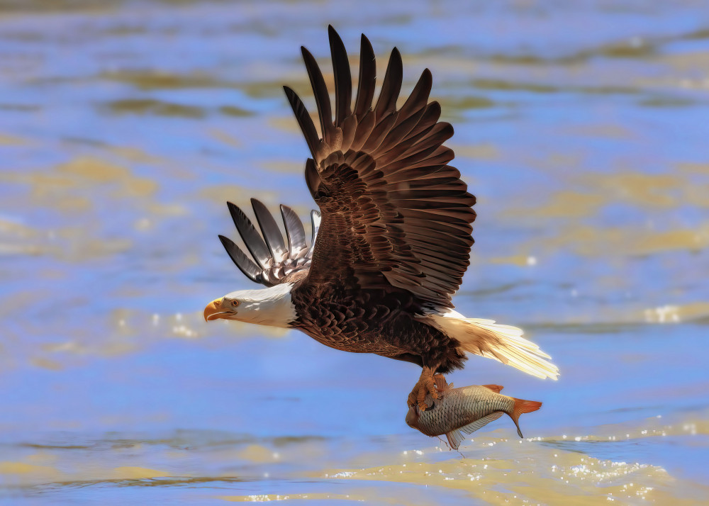 Diving for the Prey von Zeren Gu