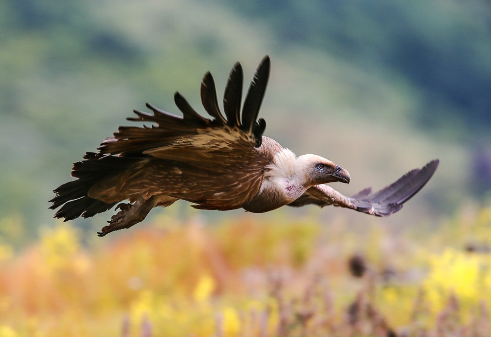 flight von Zhecho Planinski