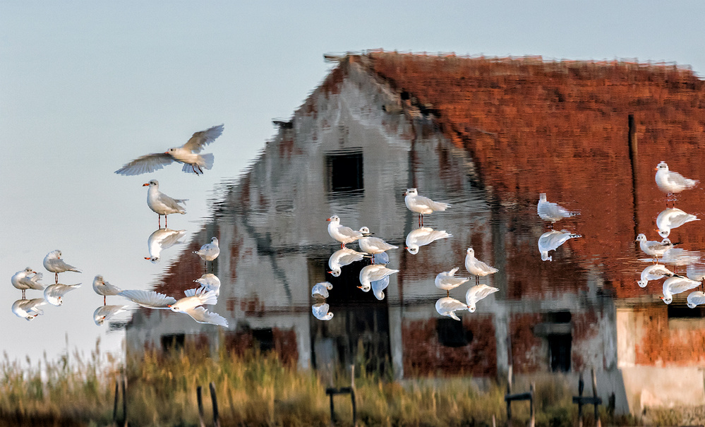 Flock on the roof von Zhecho Planinski