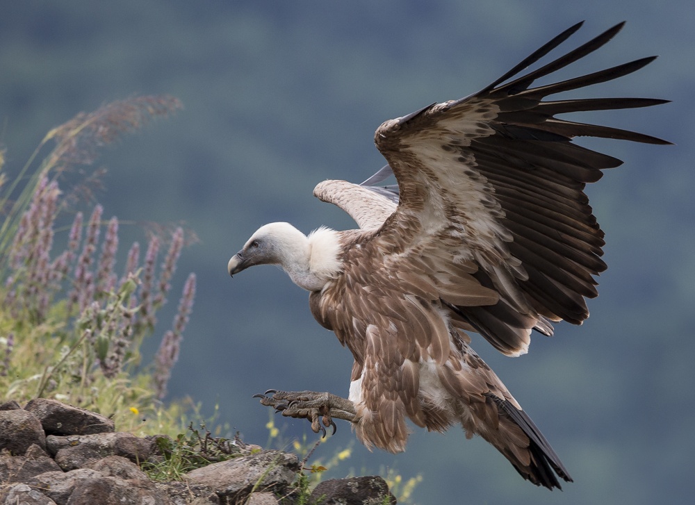 caperer von Zhecho Planinski