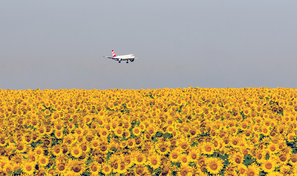 sunflowers von Zhecho Planinski