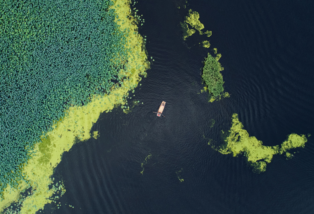 Boat in the lotus pond von Zhou Chengzhou