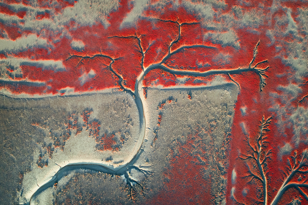 Endangered Natural Red von Zhou Chengzhou