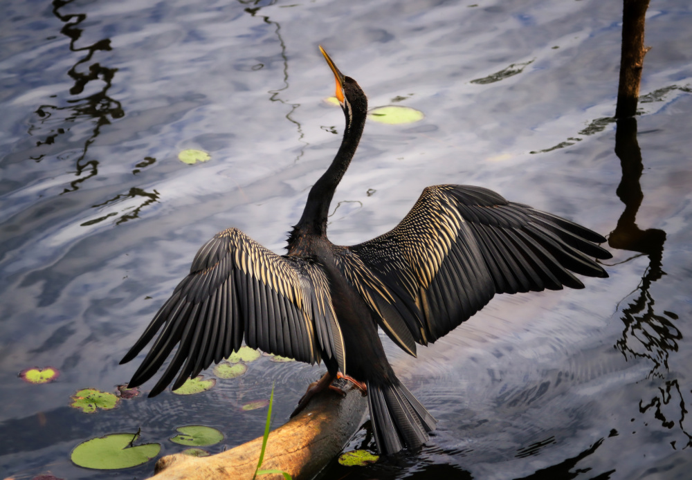 Australasian darter von Zina Heg