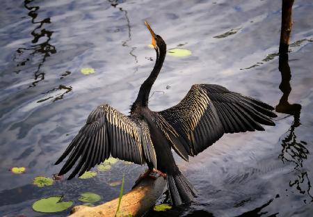 Australasian darter