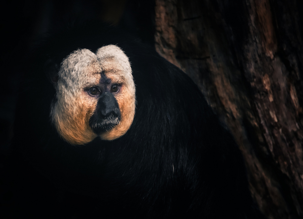 White-faced saki von Zina Heg