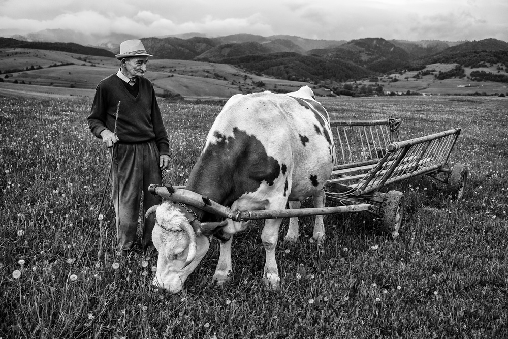 In the field von Zoran Toldi (EFIAP AZSF)