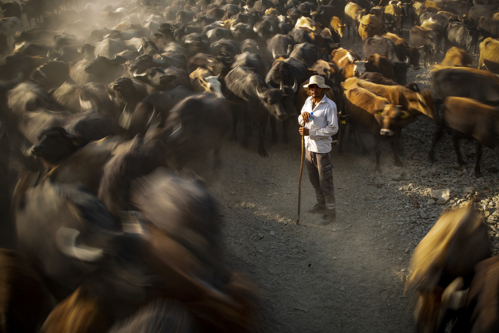 manage the herd von Zühdü Bilgin