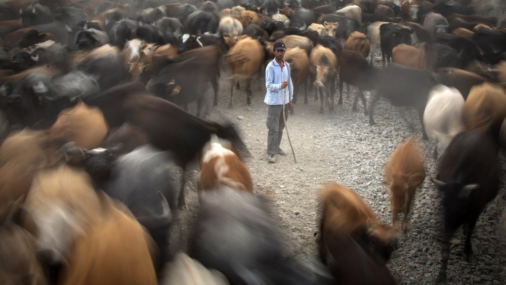 shepherd and his flock von Zühdü Bilgin