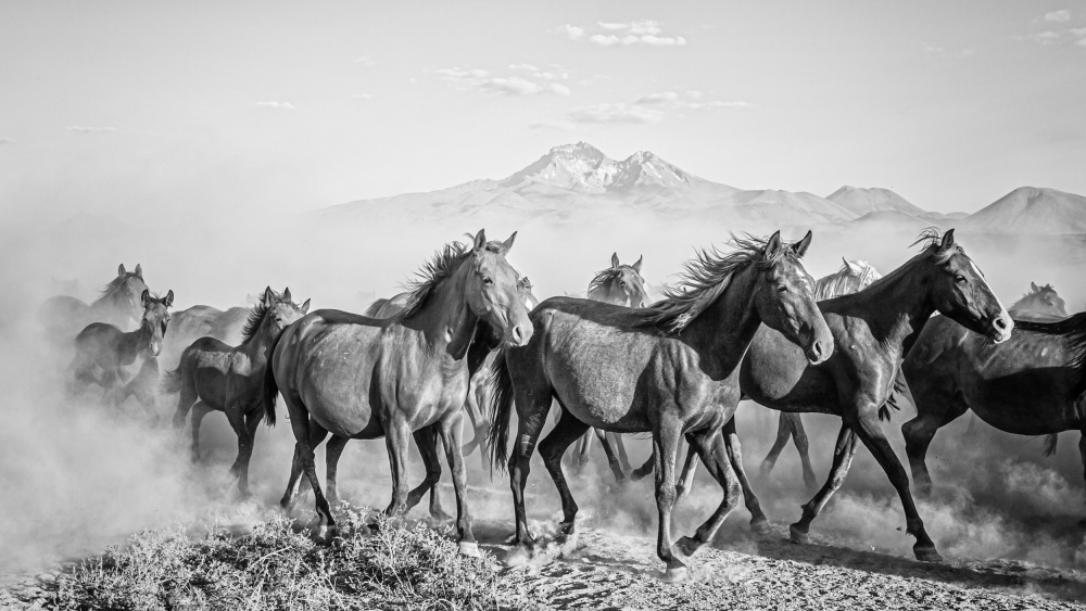 horses von Zühdü Bilgin