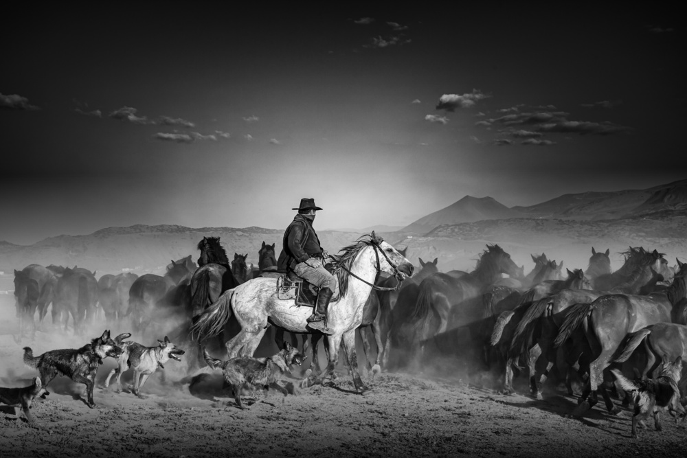 horses, dogs and shepherd von Zühdü Bilgin