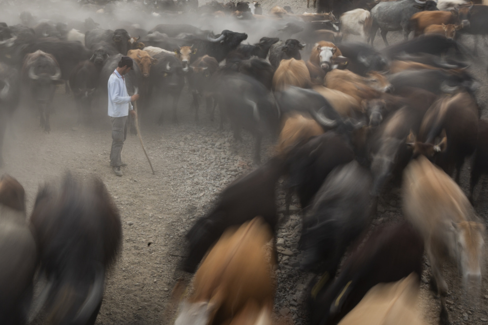 herd of cattle von Zühdü Bilgin